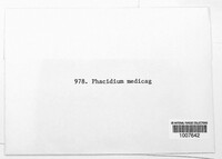 Pseudopeziza medicaginis image